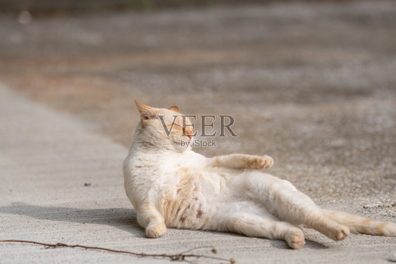 猫躺下来放松照片摄影图片