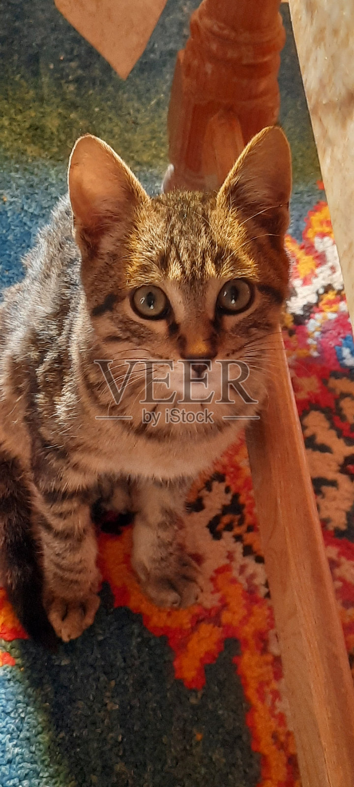 基蒂看着镜头照片摄影图片