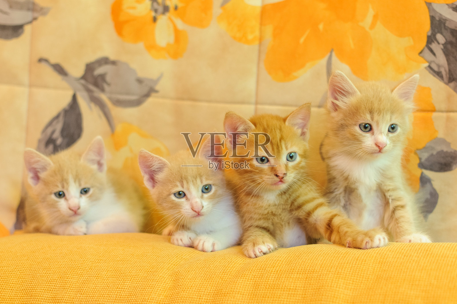 黄色沙发上的红小猫照片摄影图片