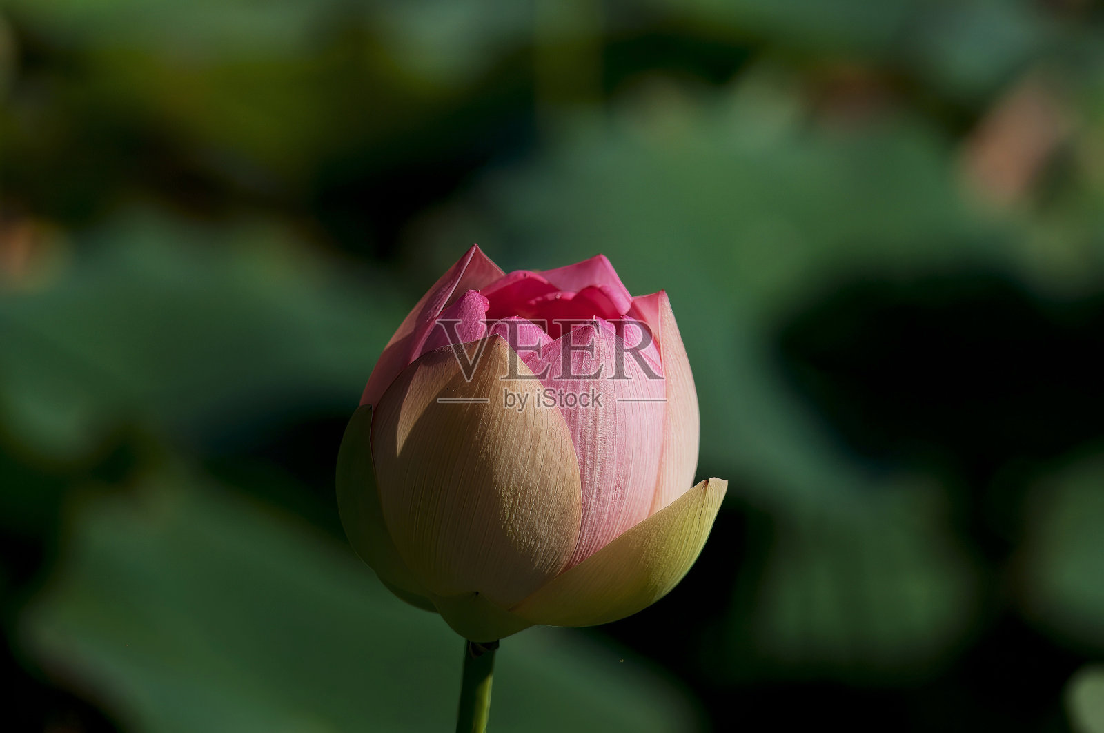 莲花盛开的照片摄影图片