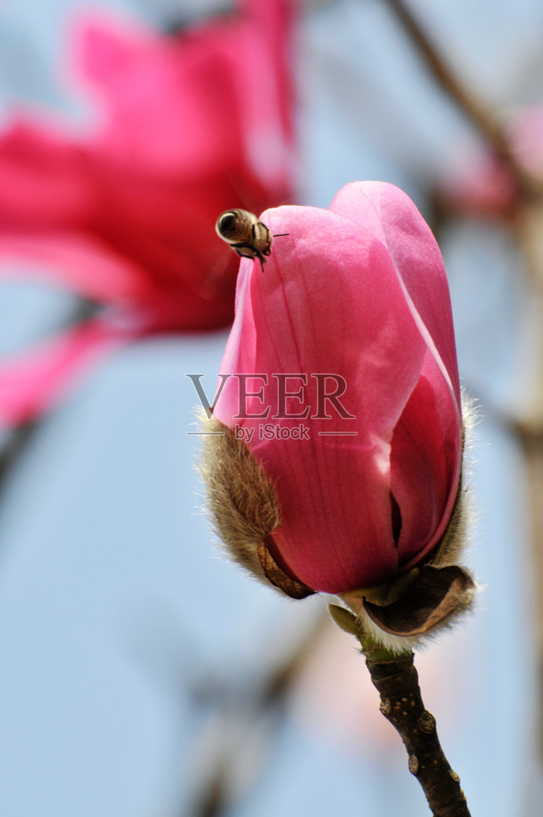 春天可爱的木兰花照片摄影图片