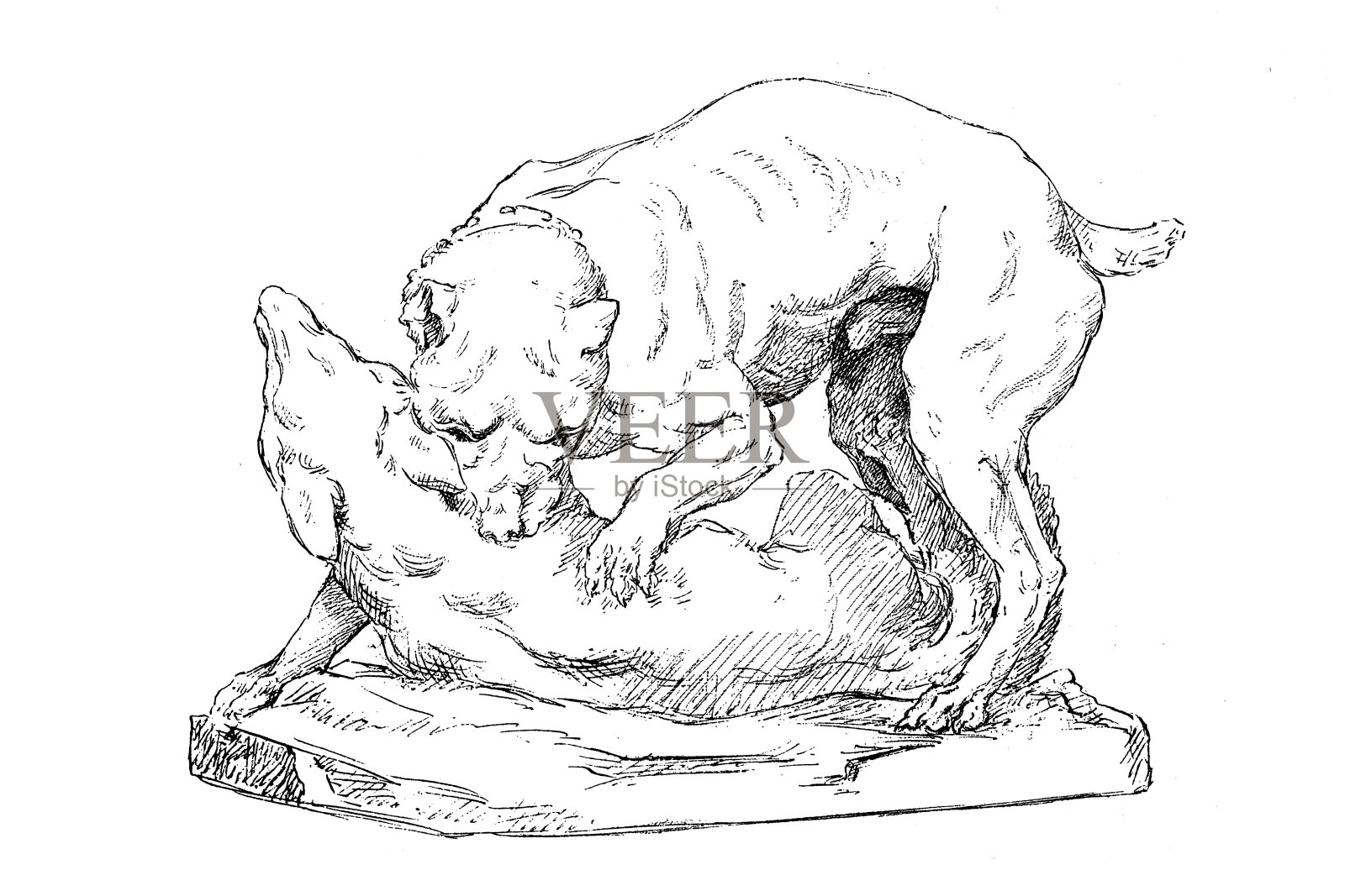 狗打架插画图片素材