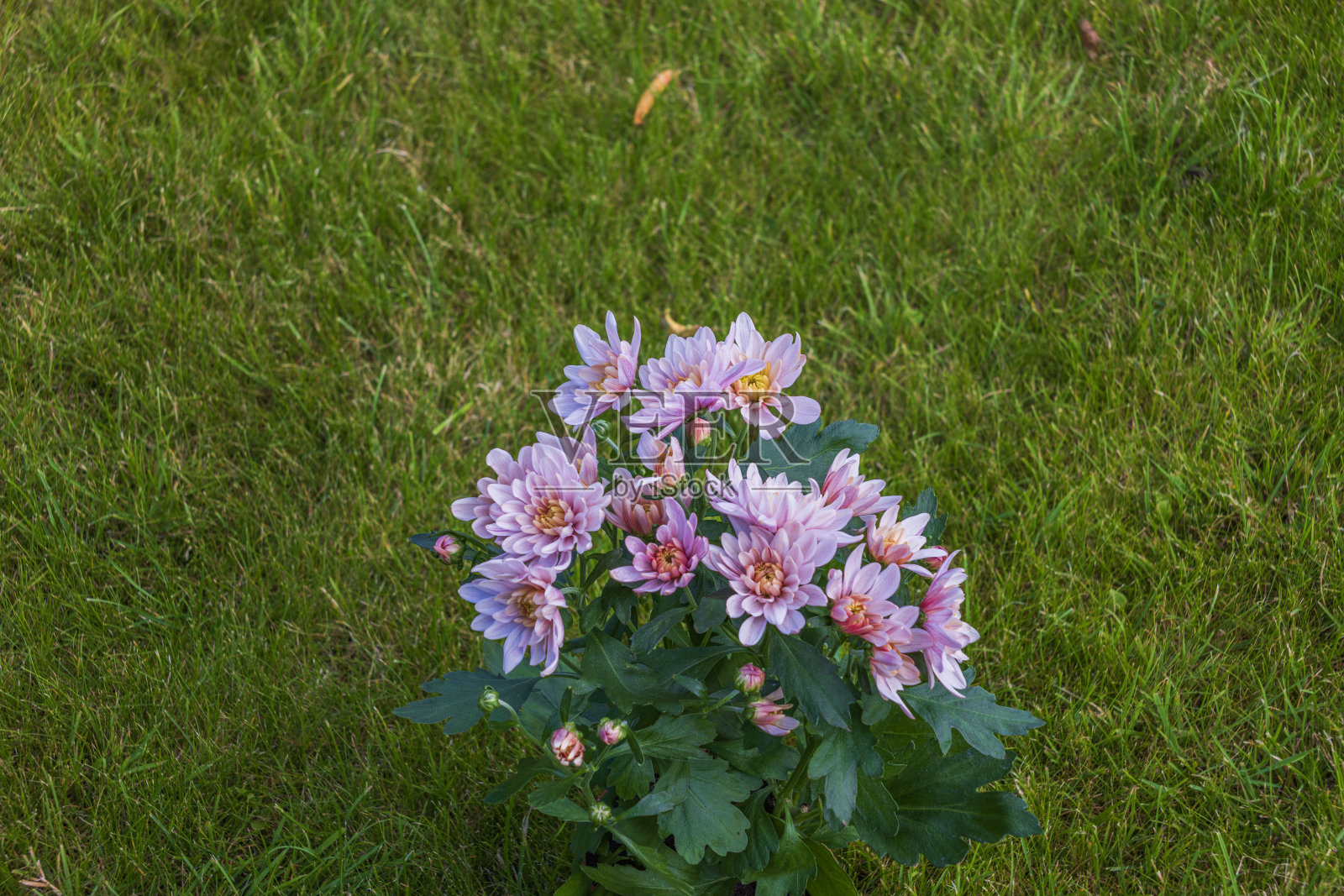 Сlose-up在花园的绿色草坪上放置的花盆里的粉红色菊花的景色。照片摄影图片