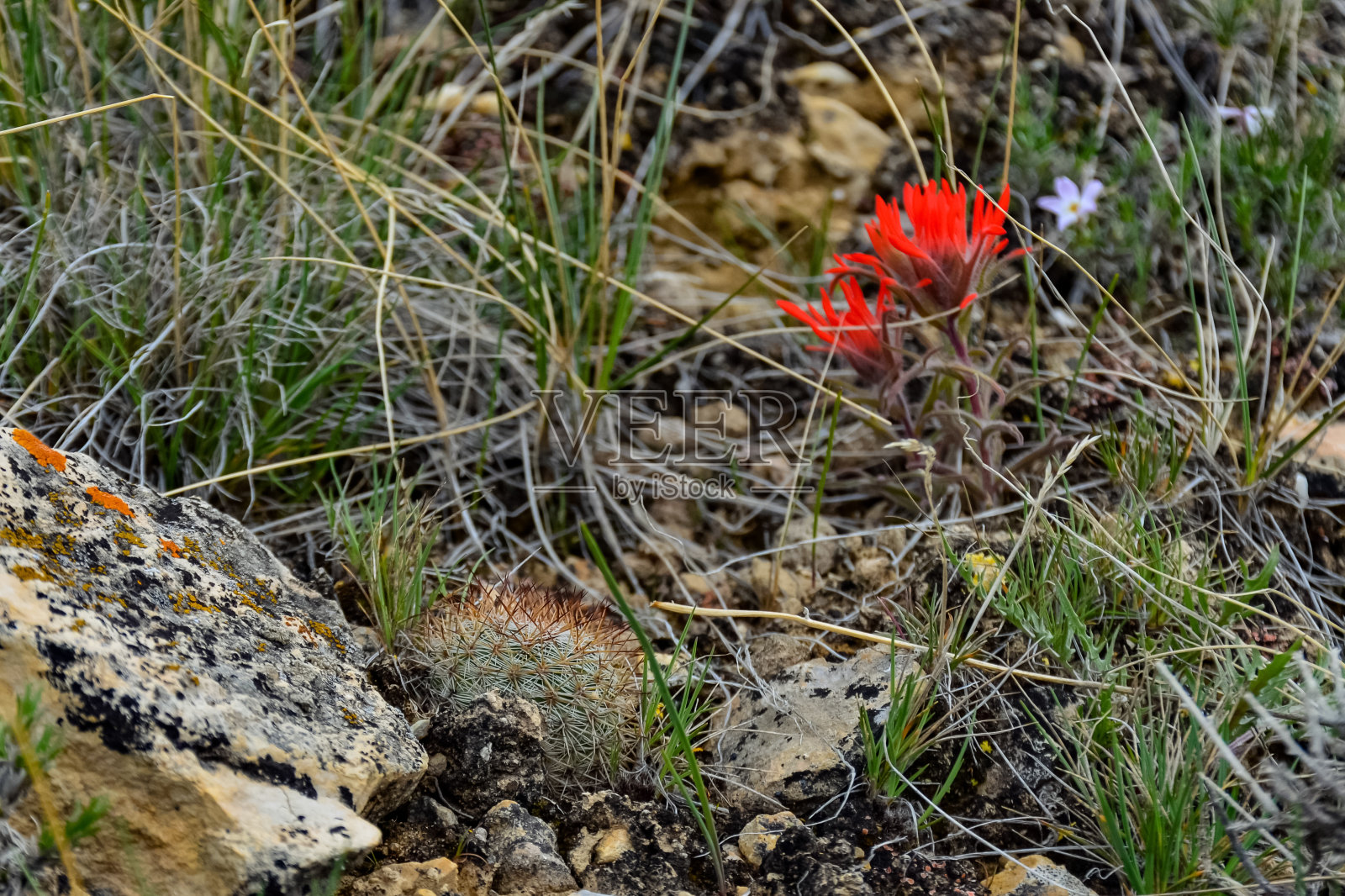 美国犹他州北部盛开的黄花仙人掌照片摄影图片