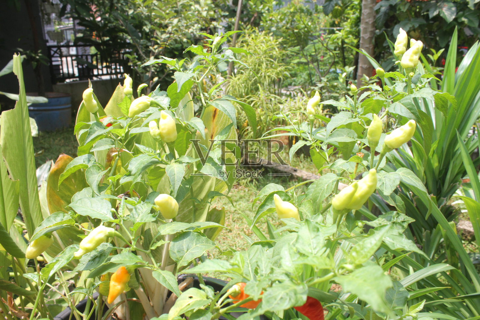 Cabe rawit或辣椒照片摄影图片