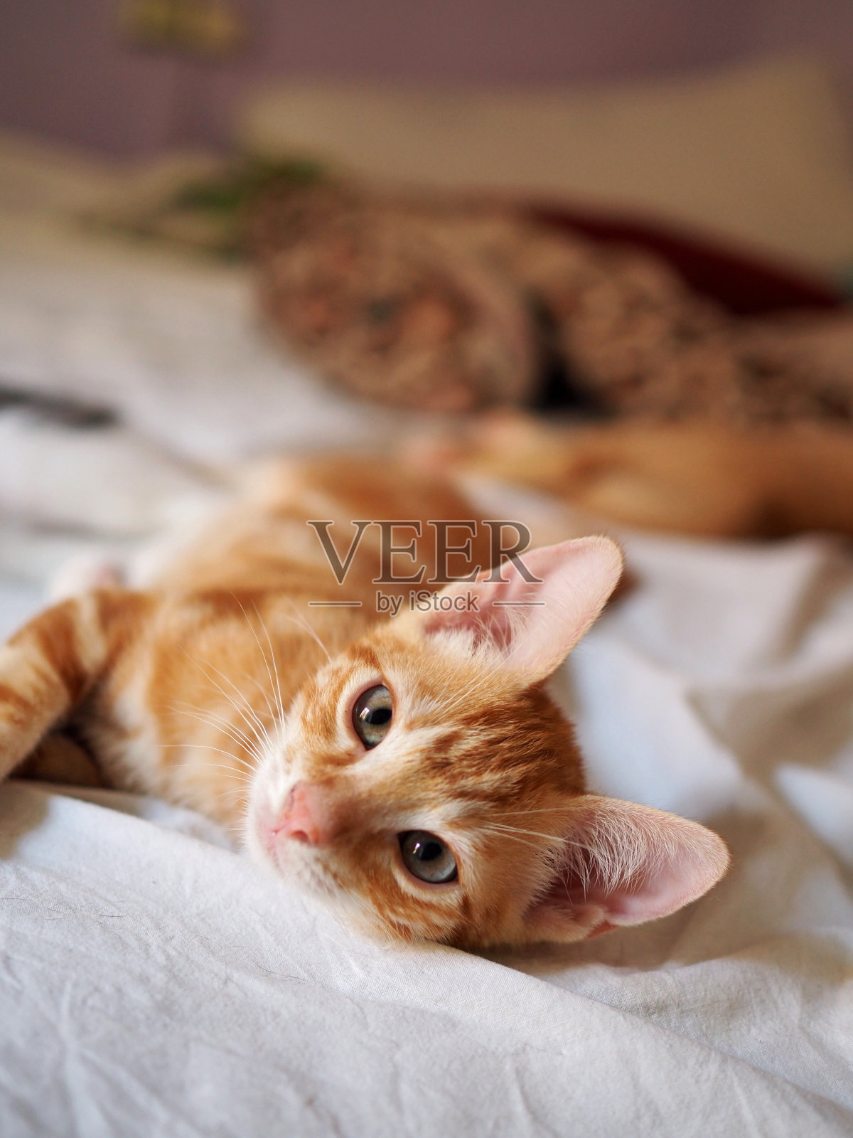 一看。照片摄影图片