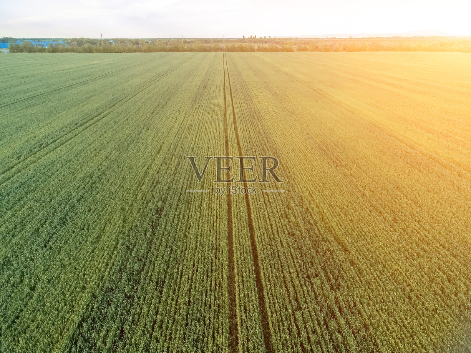 农村绿色麦田鸟瞰图。夕阳下，麦田在风中摇曳。年轻的和绿色的小穗。麦穗在大自然中生长。农业、工业和食品生产。照片摄影图片