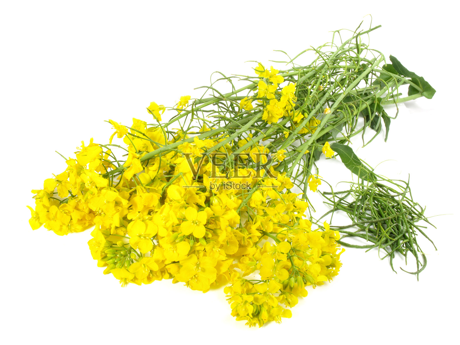 白底油菜油籽-分离照片摄影图片