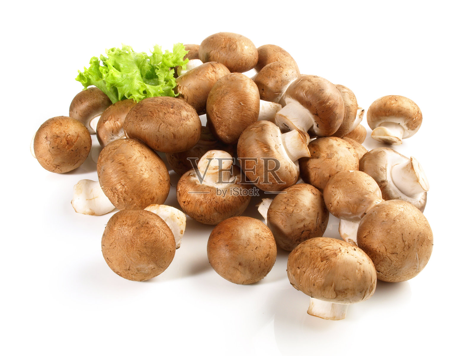 白色背景上的大棕色锦鸡-孤立照片摄影图片