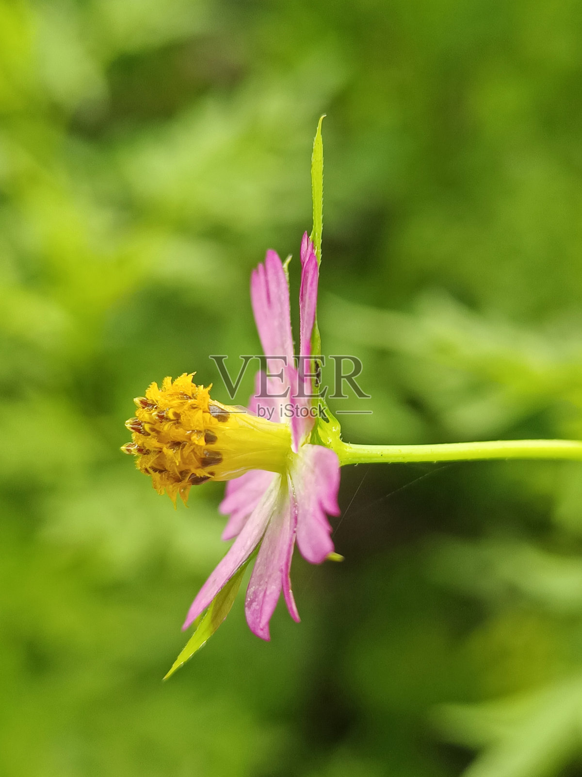 选择性聚焦的宇宙尾状花或当地称为“bunga ulam raja”的粉红色孤立在模糊的背景照片摄影图片
