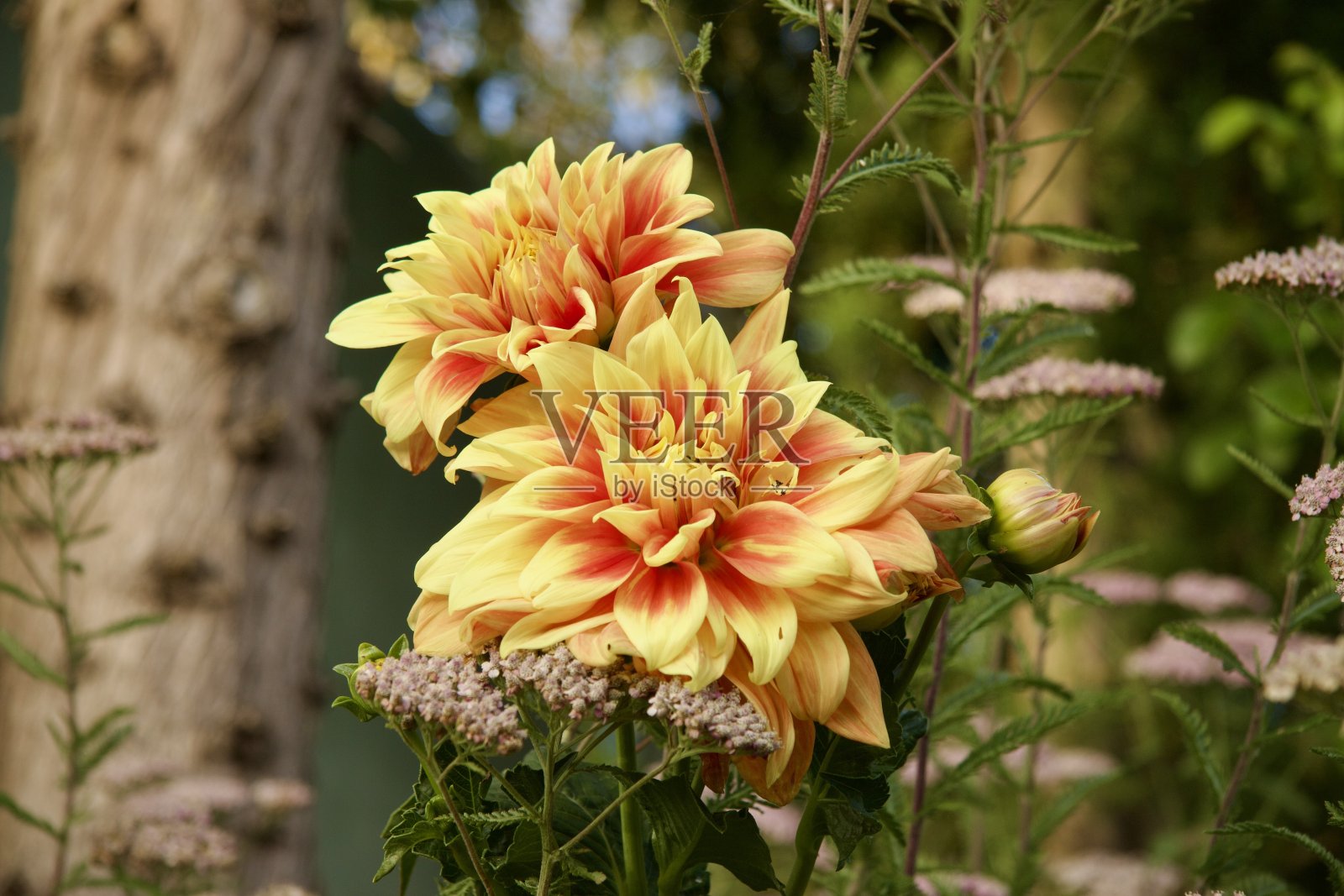 大丽花照片摄影图片