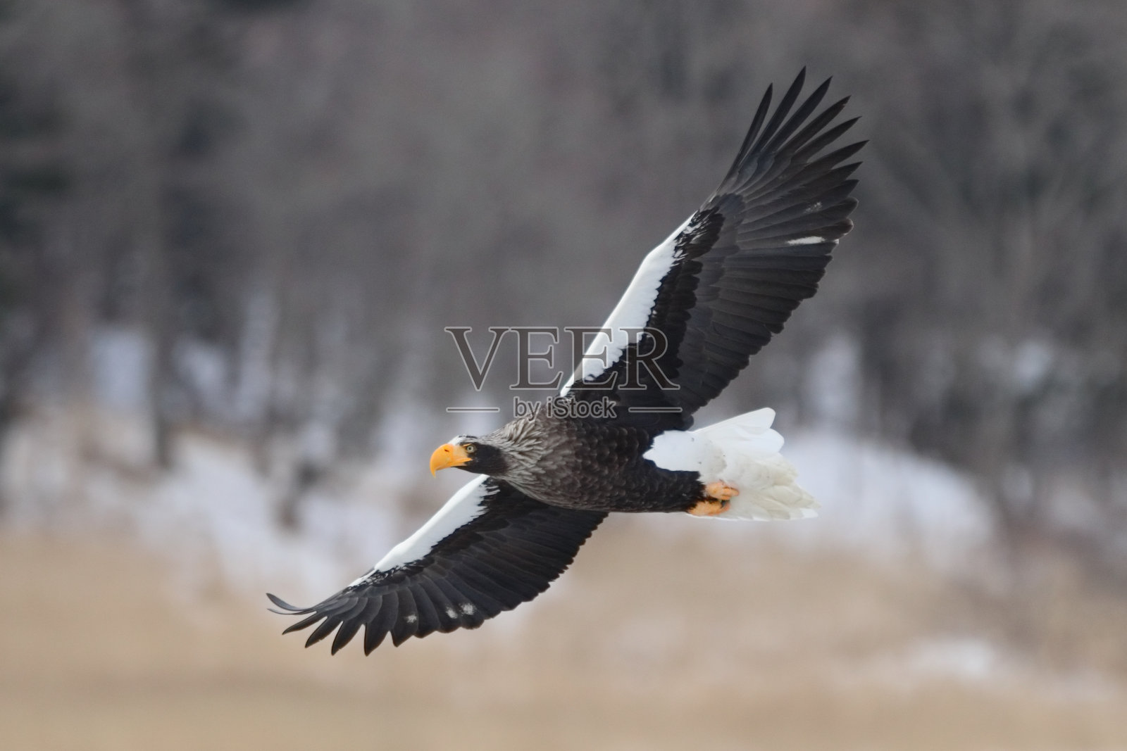 斯特勒海鹰照片摄影图片