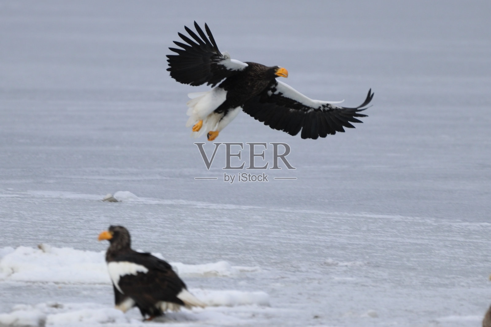 斯特勒海鹰照片摄影图片