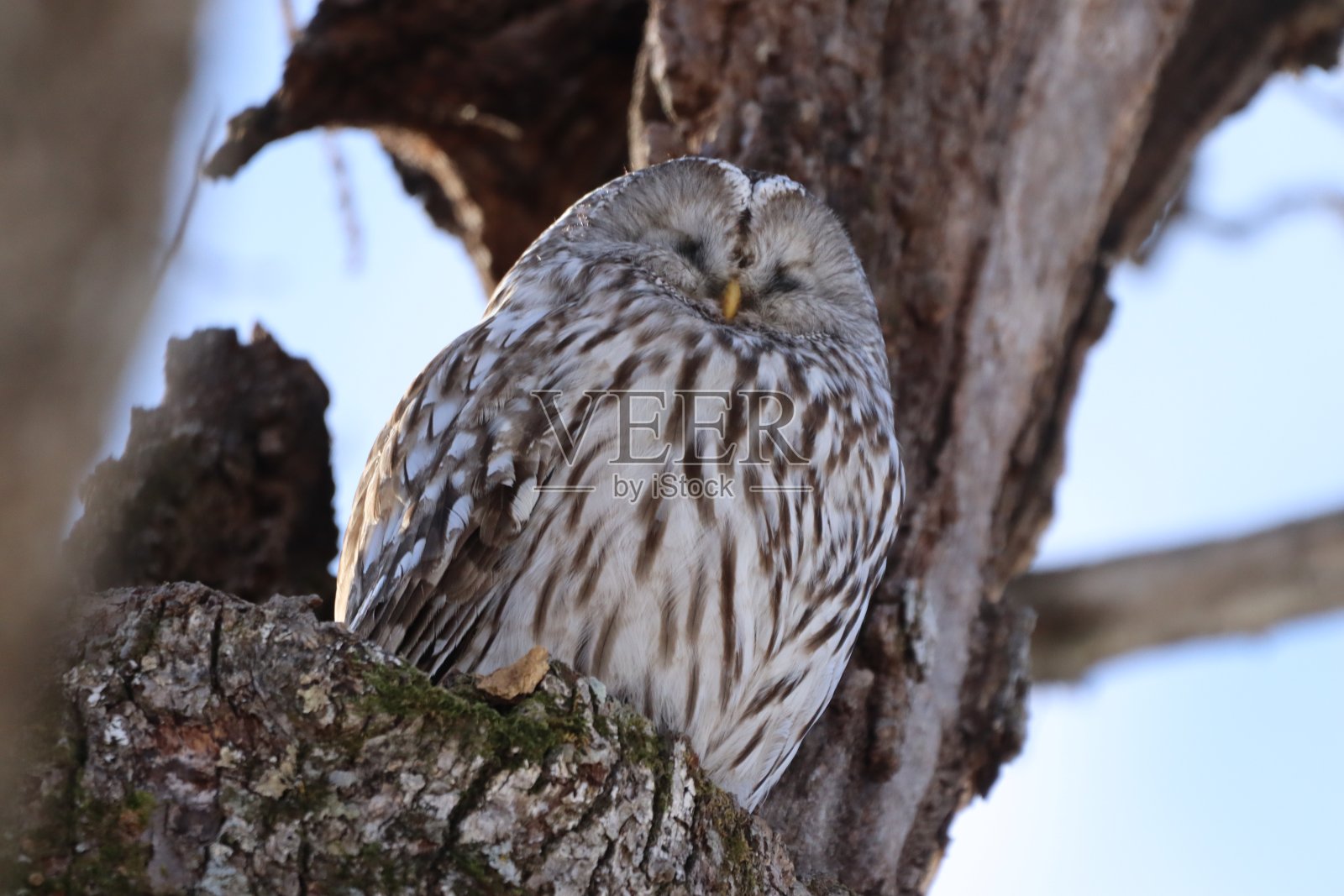 Ezo猫头鹰照片摄影图片