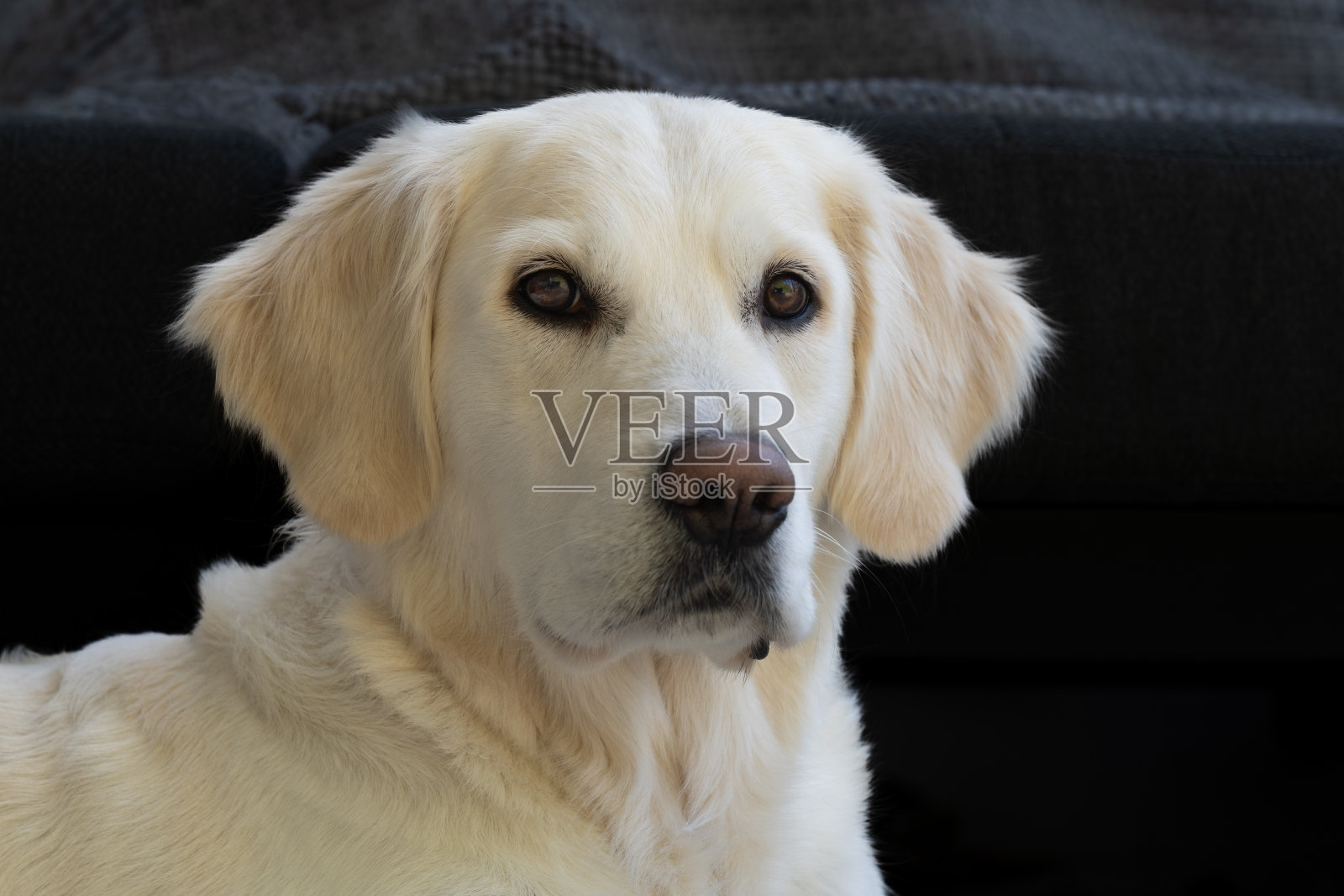 金毛猎犬照片摄影图片