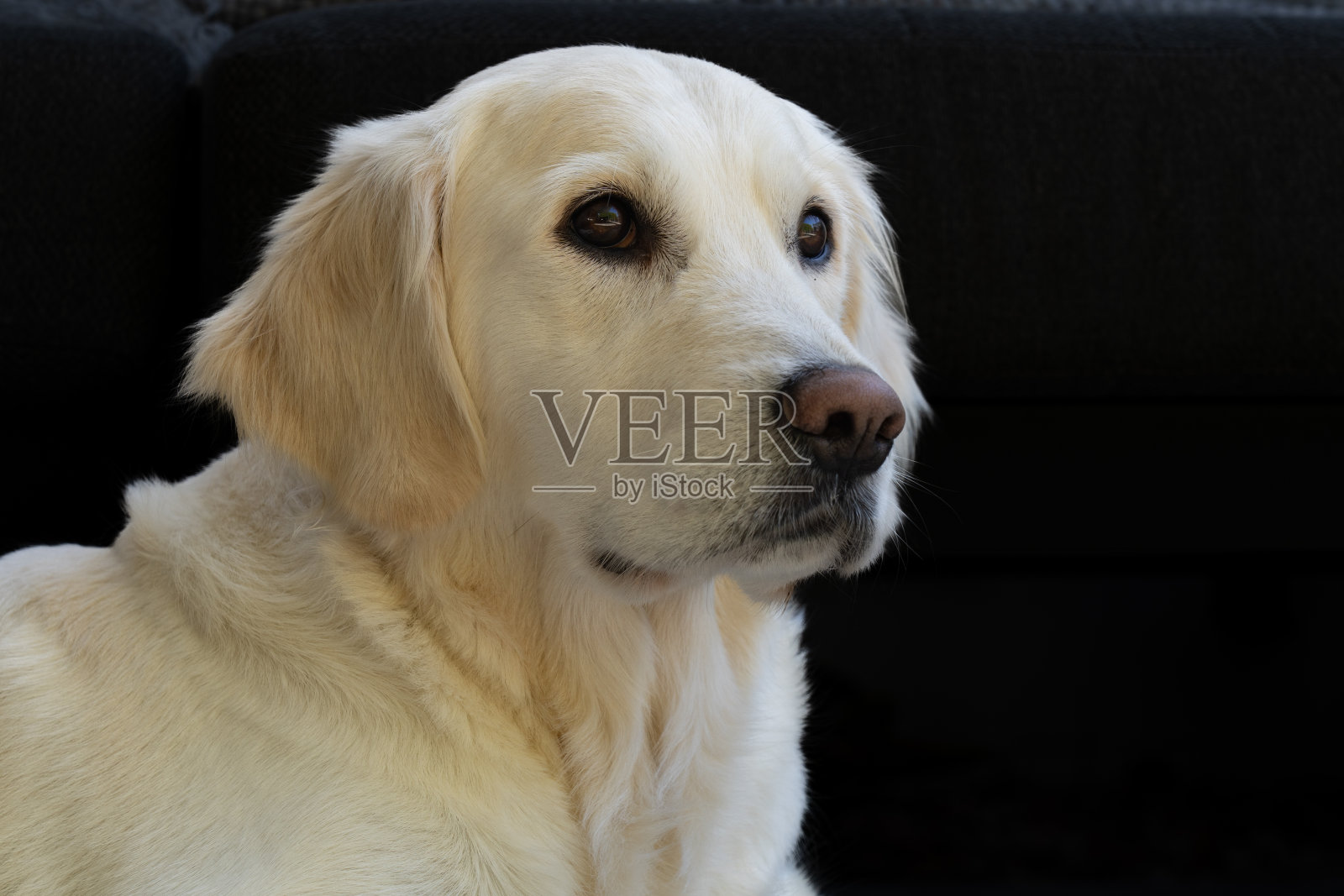 金毛猎犬照片摄影图片