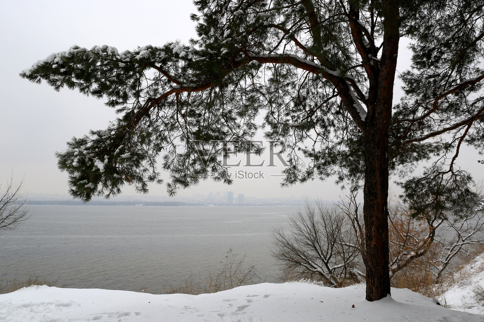 冬湖岸边的松树照片摄影图片