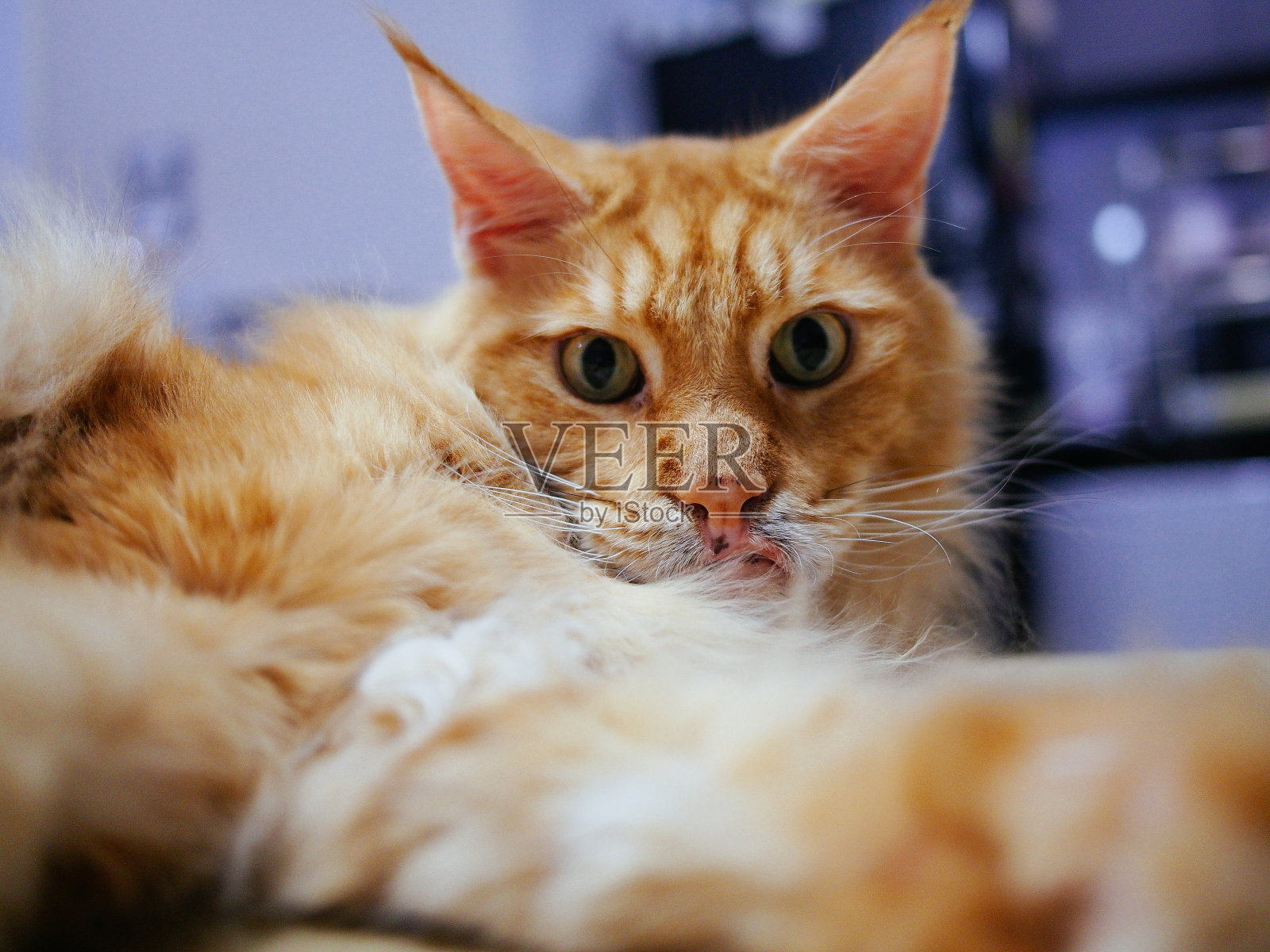 可爱的缅因猫照片摄影图片