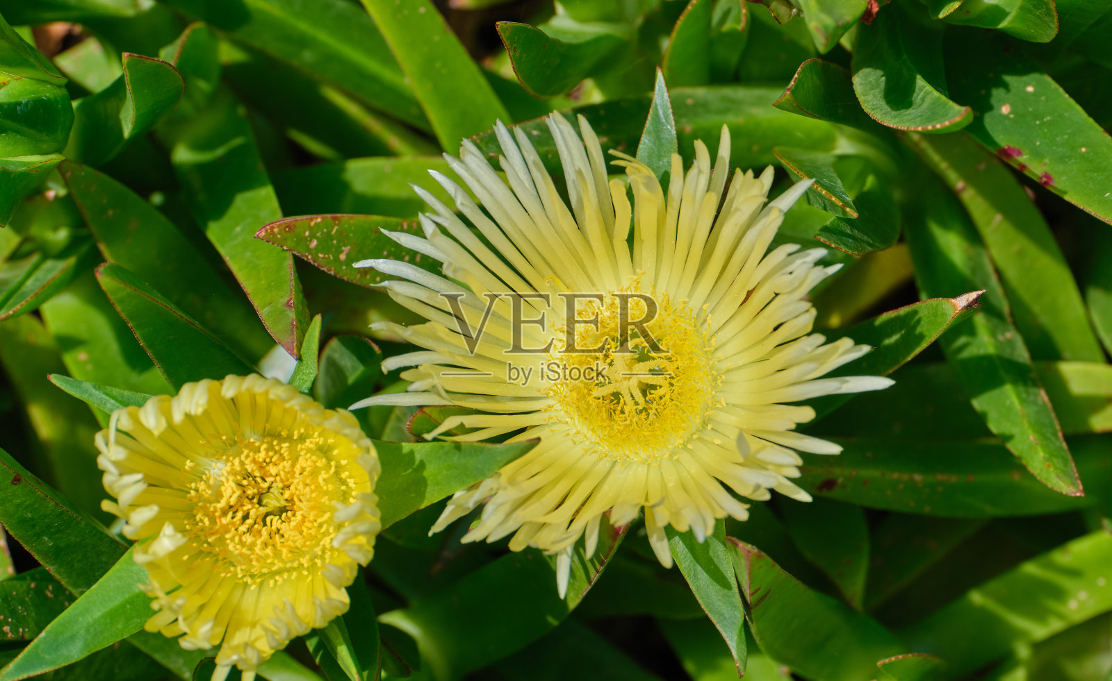 霍屯督无花果-也被称为霍屯督无花果，冰植物，公路冰植物，猪脸，酸无花果照片摄影图片