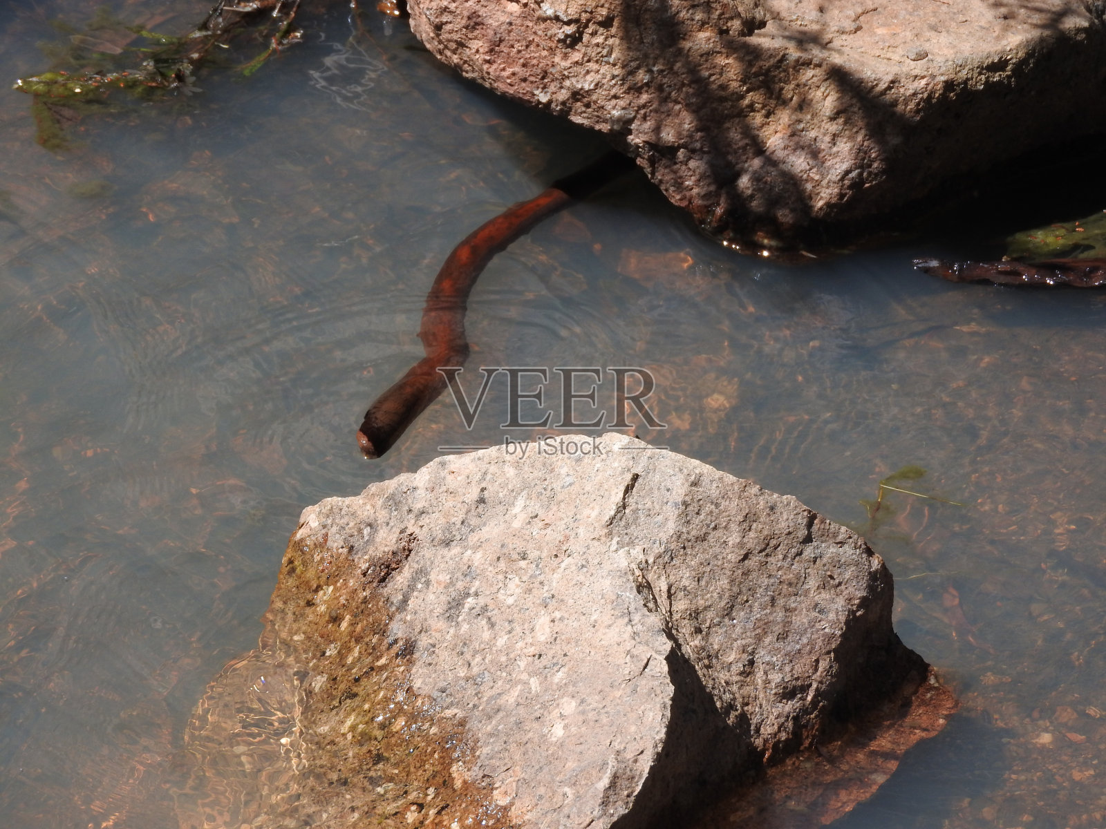 澳大利亚的河流、小溪和桉树照片摄影图片