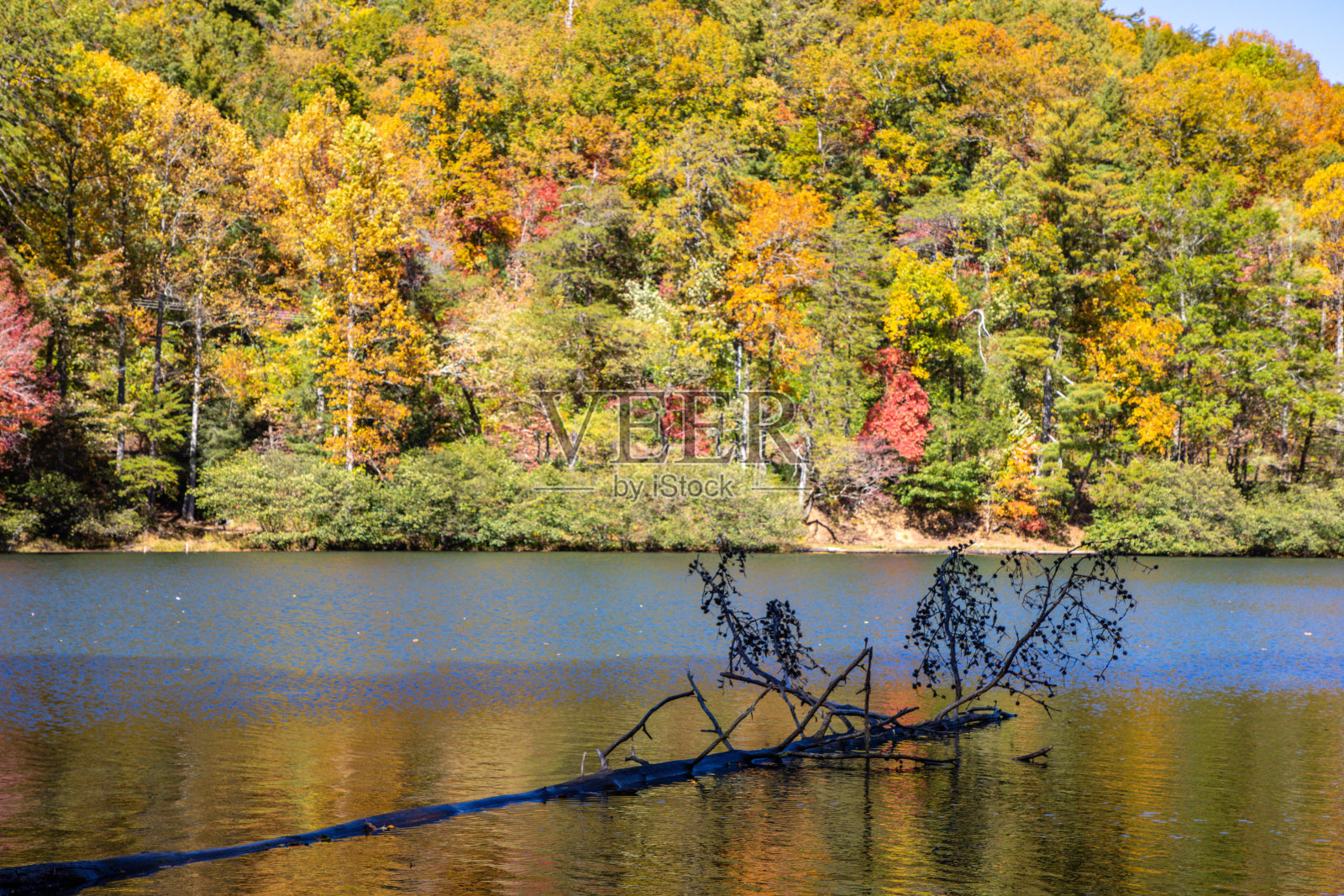倒下的树延伸到乔治亚湖照片摄影图片