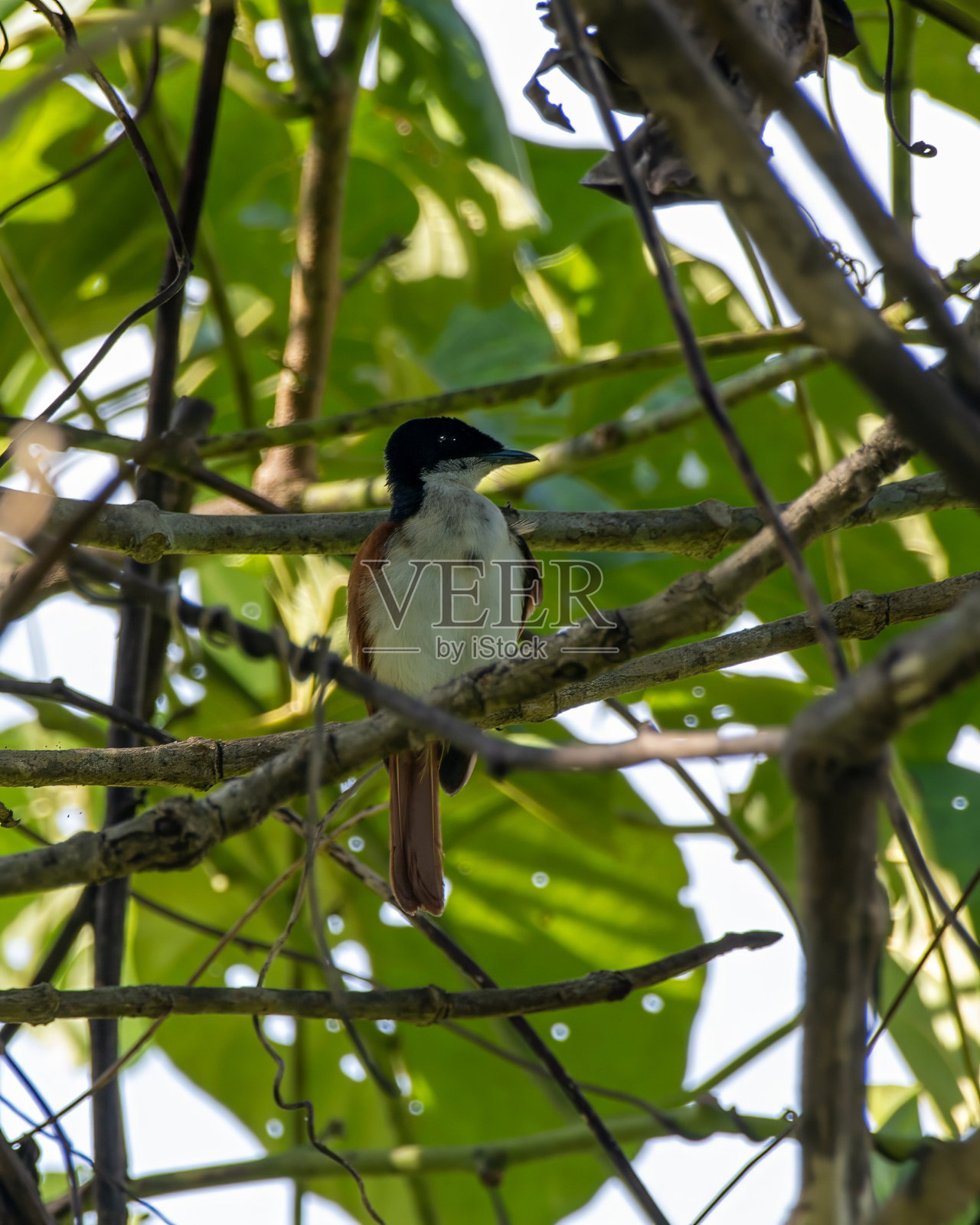 在印度尼西亚西巴布亚省的宁博克朗，可以看到闪闪发光的捕蝇草照片摄影图片