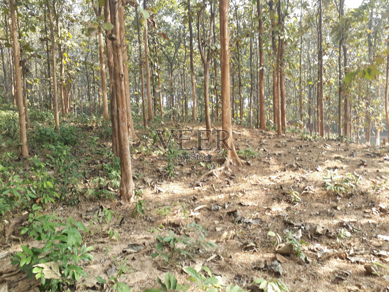 橡皮树照片摄影图片