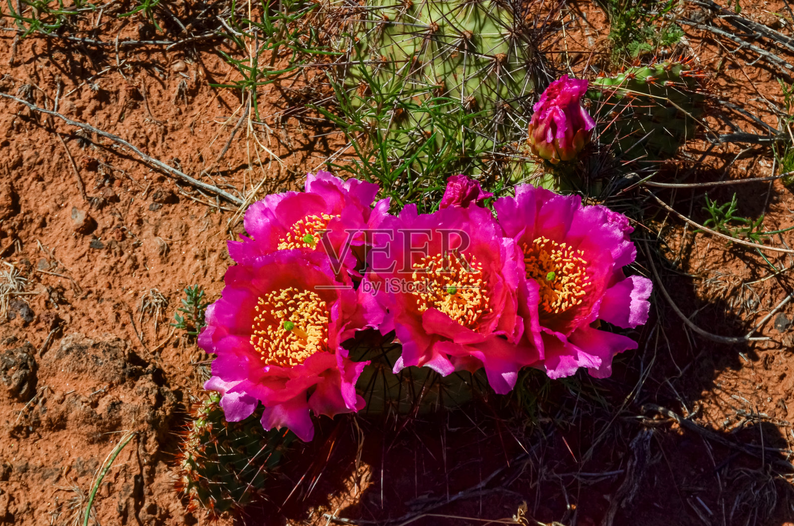开花的仙人掌植物，犹他州峡谷地国家公园的粉红花照片摄影图片