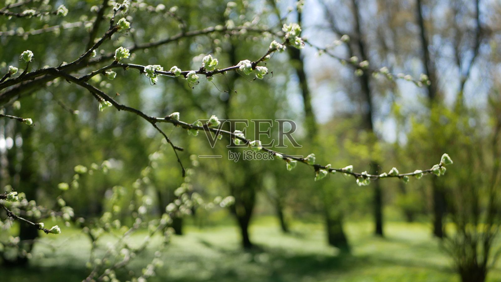 春天的树叶映衬着春天的公园。春天的风景，树木有初叶。照片摄影图片