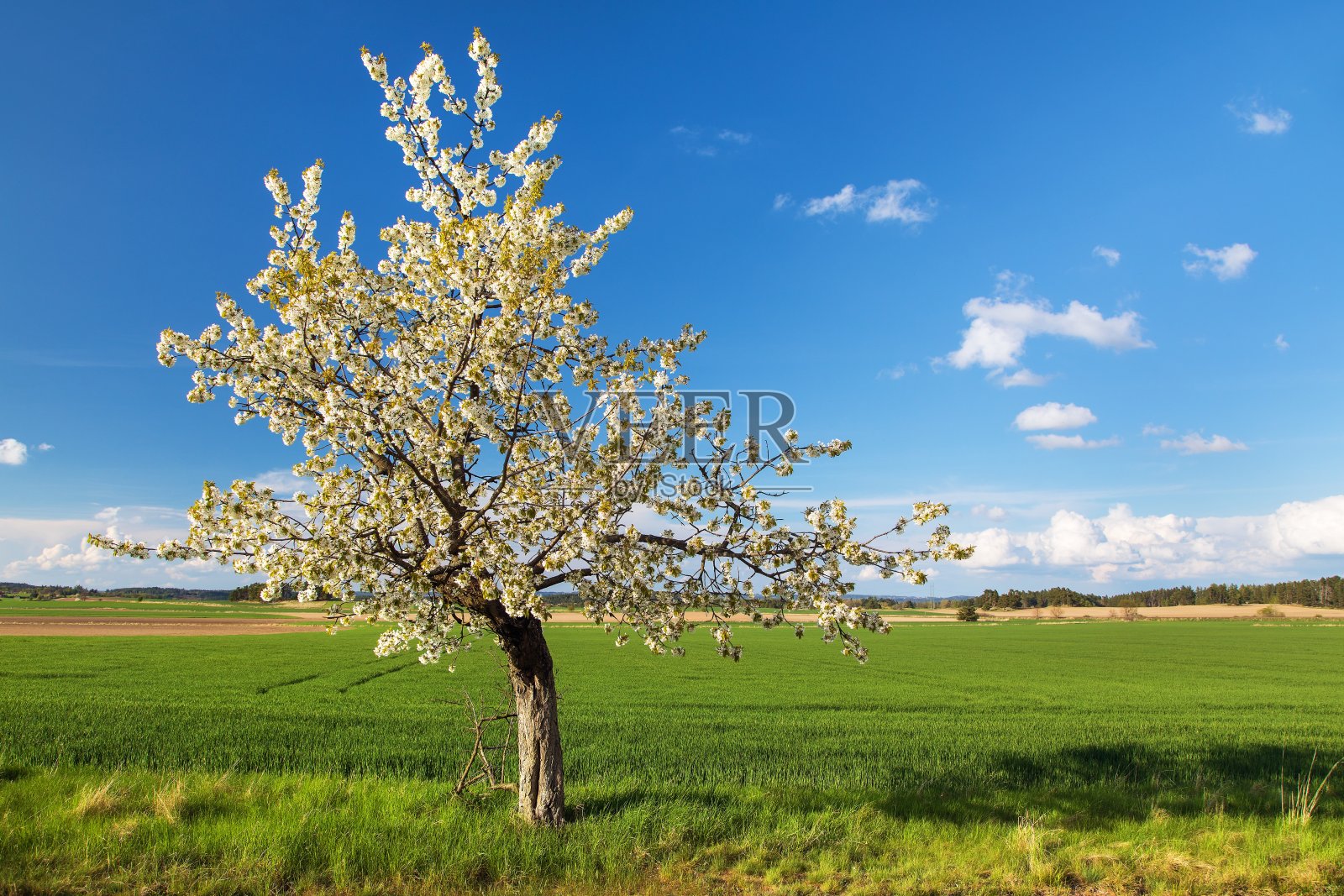 樱花树美丽，开花树樱李照片摄影图片