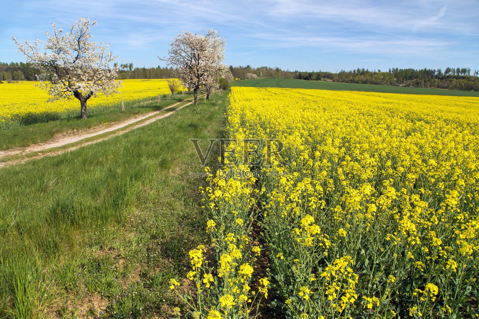 小巷里开花的樱花树，泥土里的路，田野里的油菜籽照片摄影图片