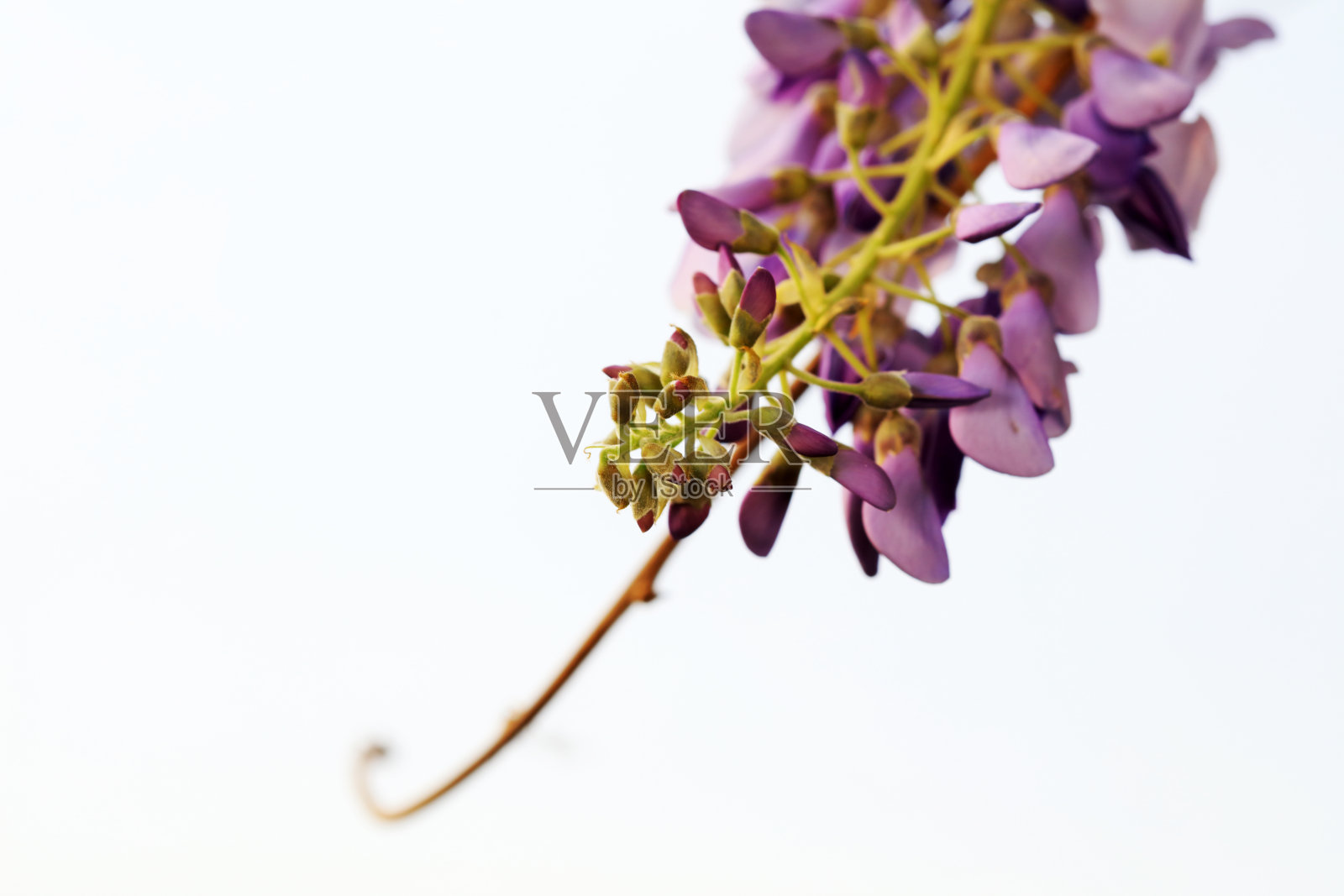 紫藤花在中国北方的植物园里照片摄影图片