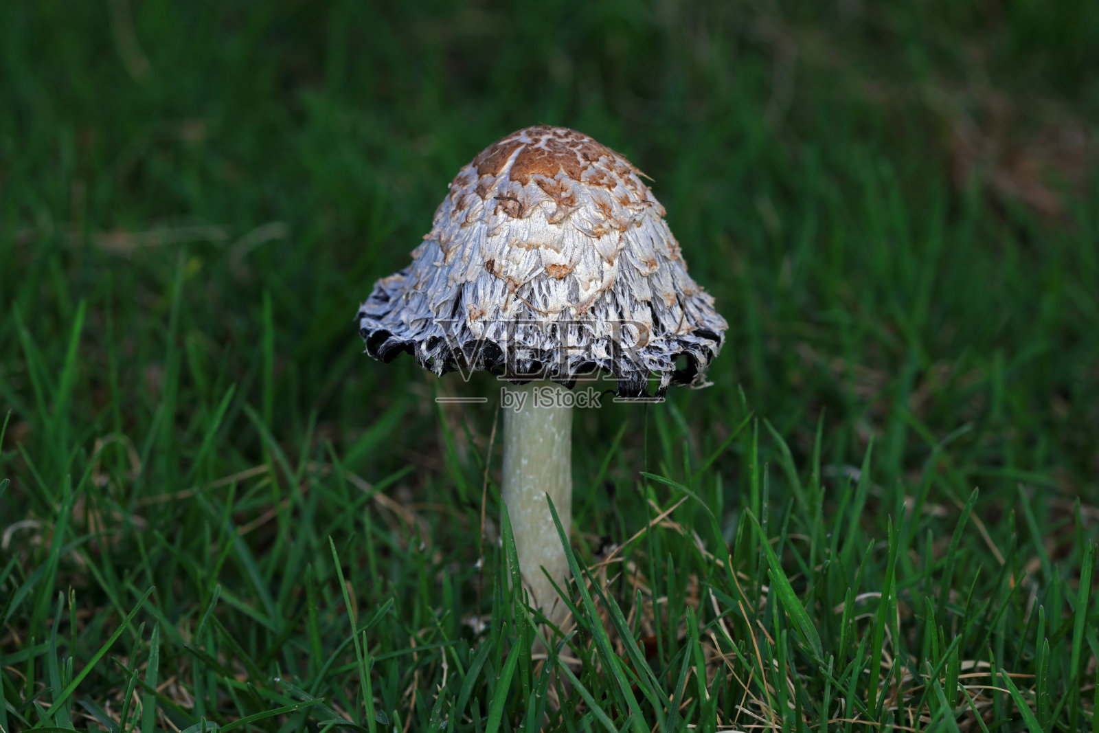 草地上的野蘑菇，中国北方照片摄影图片