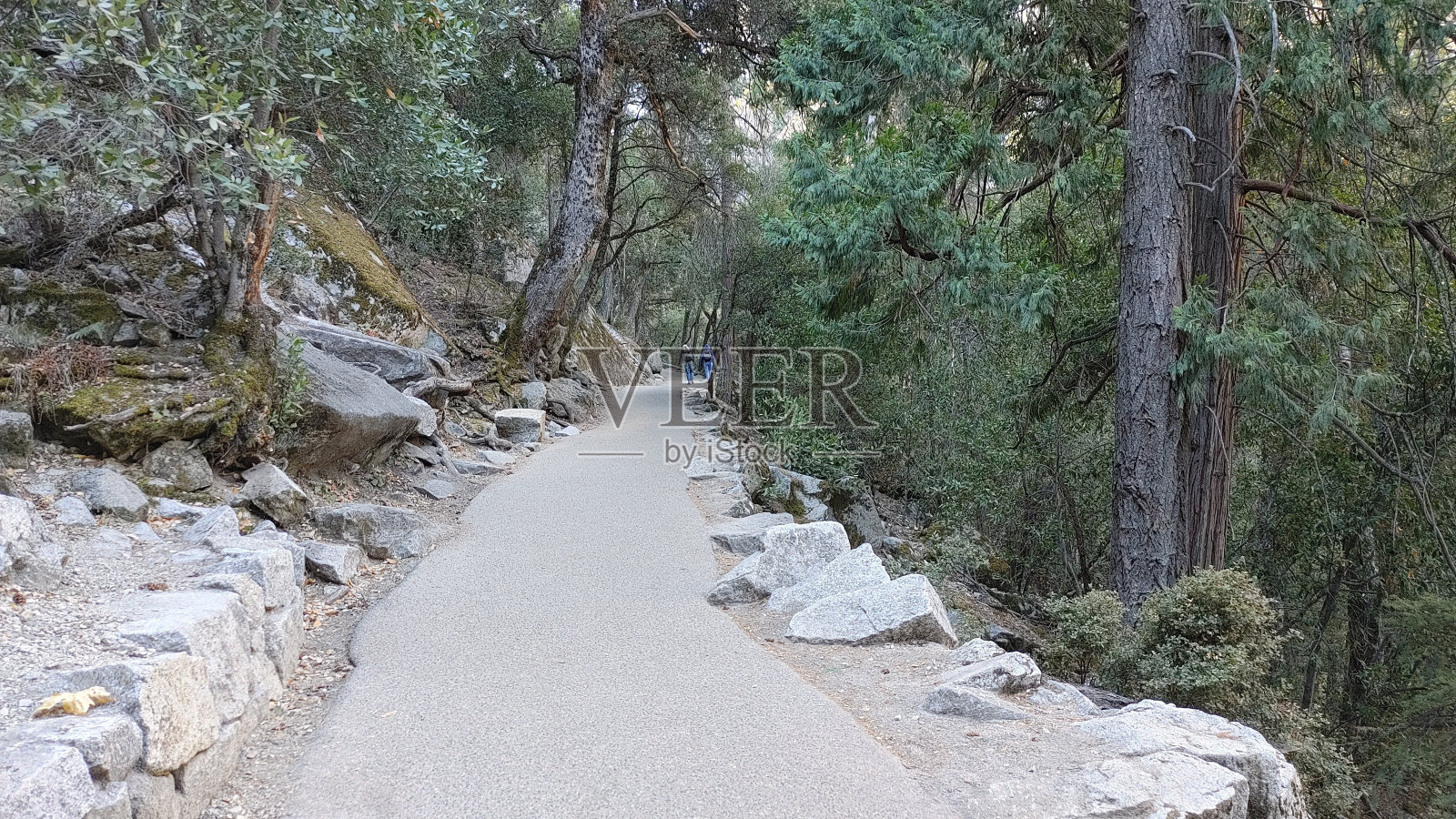 迷人的森林照片摄影图片