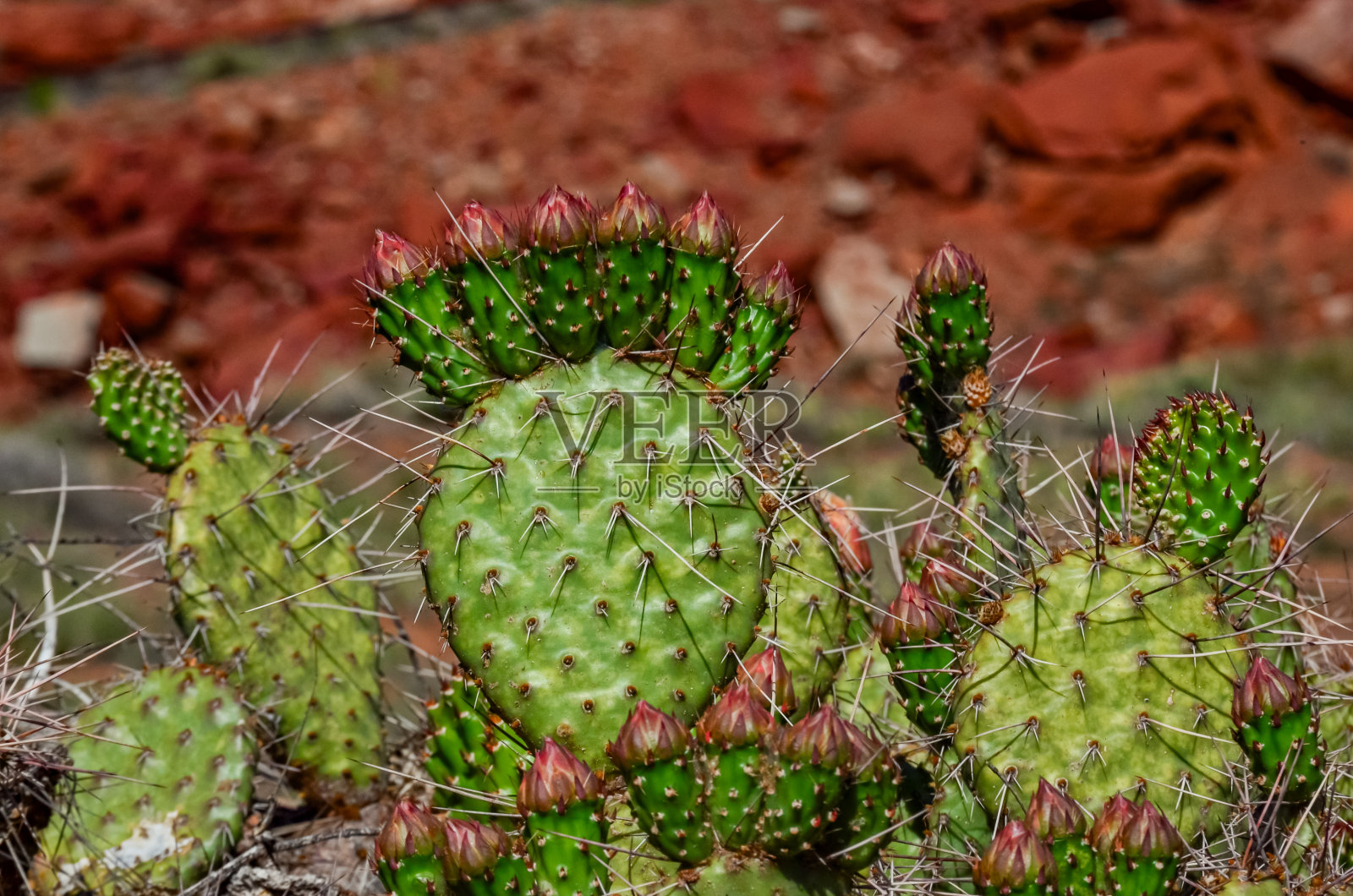 开花的仙人掌植物，犹他州峡谷地国家公园的粉红花照片摄影图片