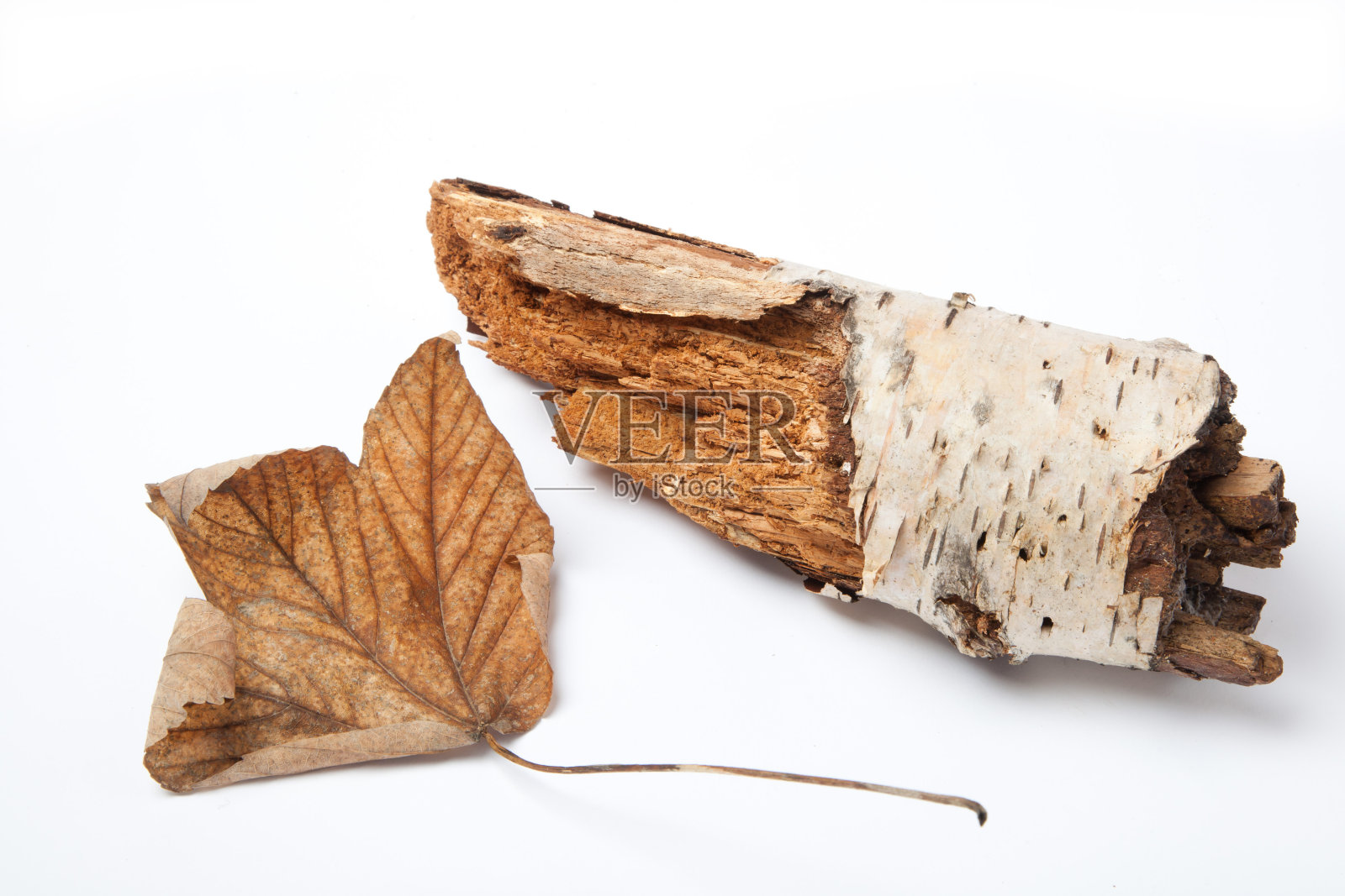 叶照片摄影图片