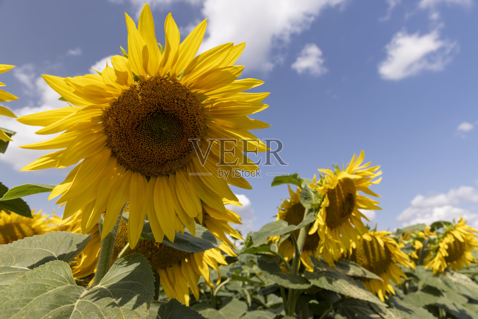 夏天有向日葵的农田照片摄影图片