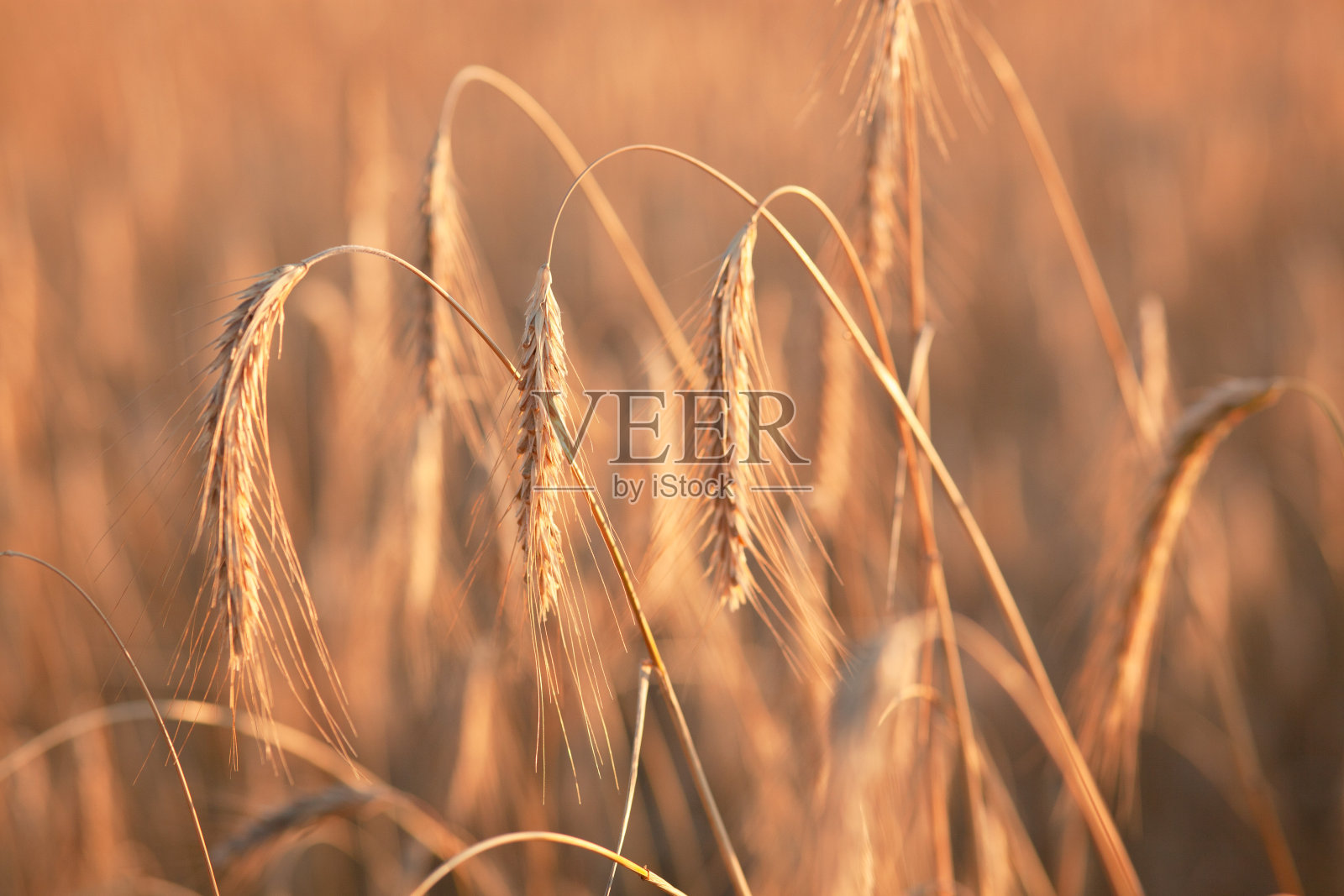 日落时分，麦田里正在成熟的小麦。农业与收获照片摄影图片