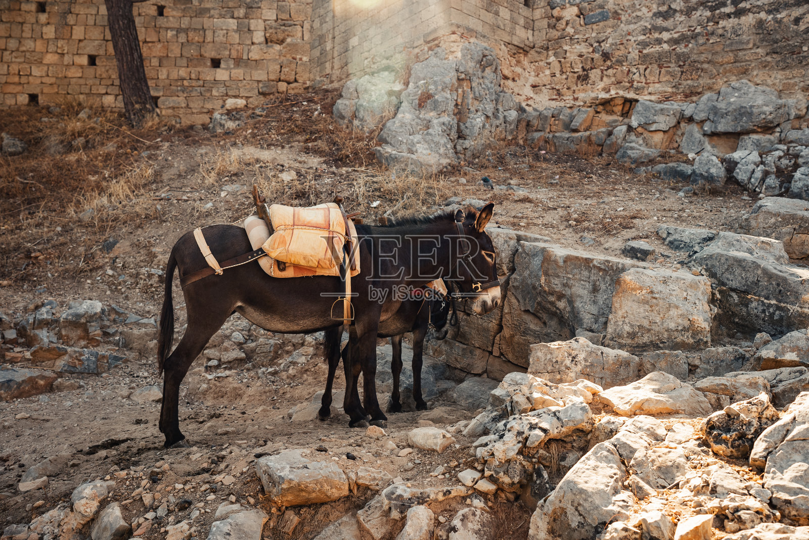 在林多斯卫城附近，驴子站在树荫下休息。照片摄影图片