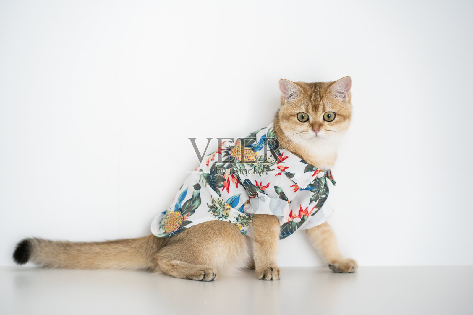 与金色的英国猫一起旅行，并住在宠物友好的酒店照片摄影图片