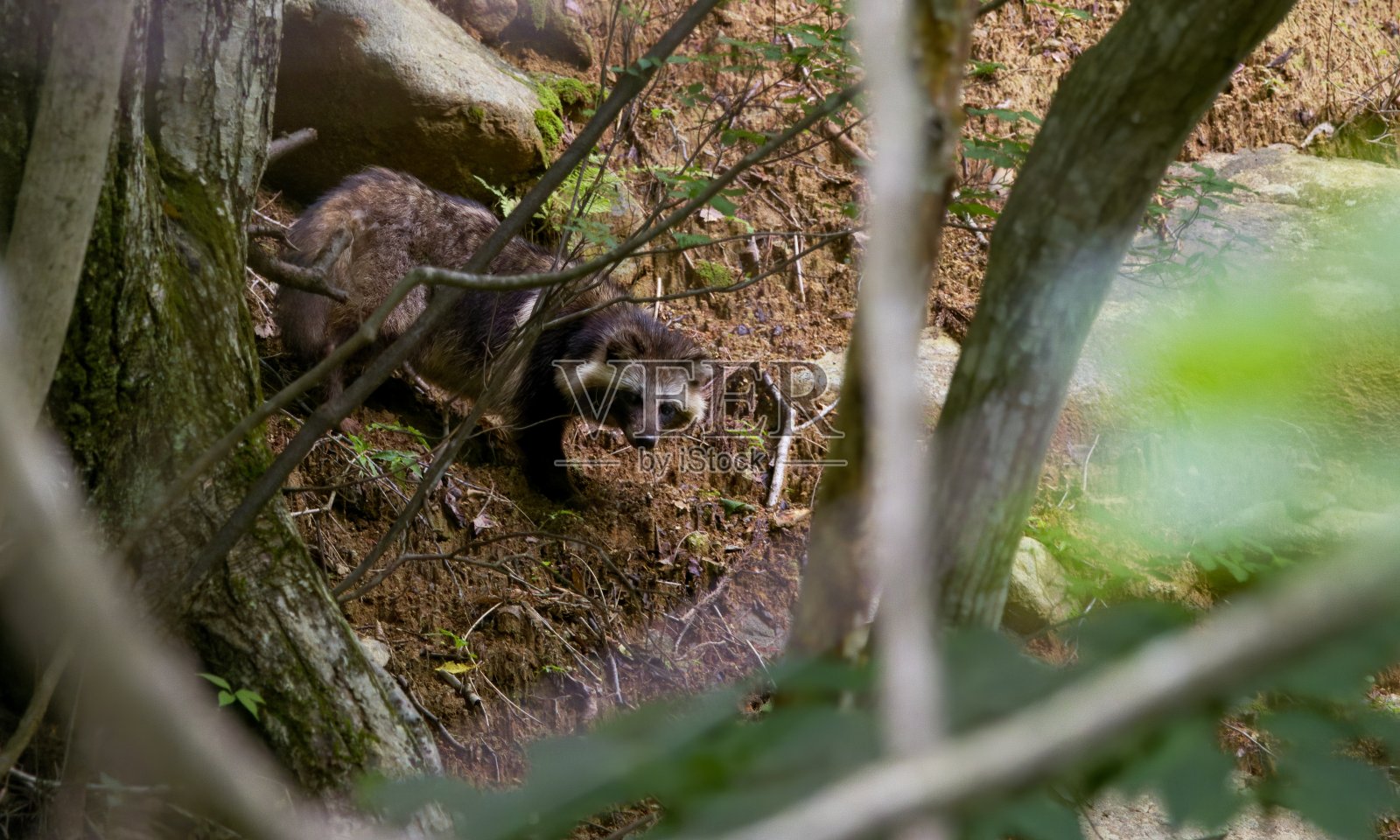 狸照片摄影图片