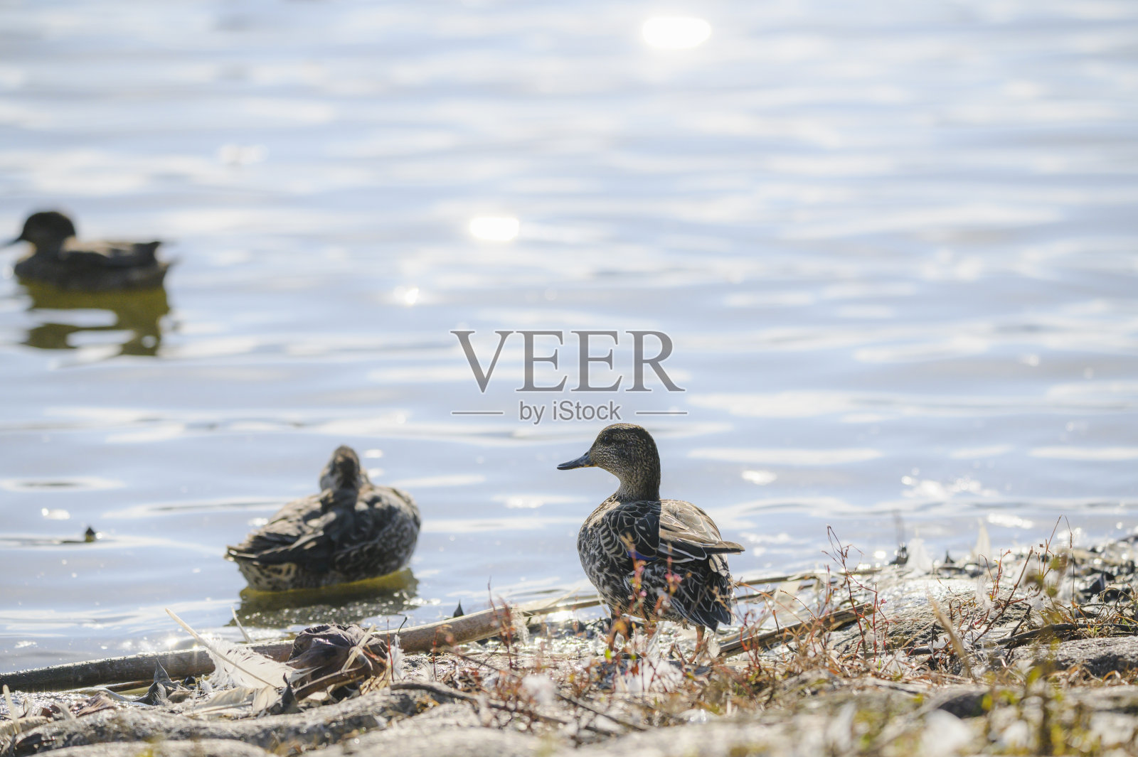 母绿头鸭照片摄影图片