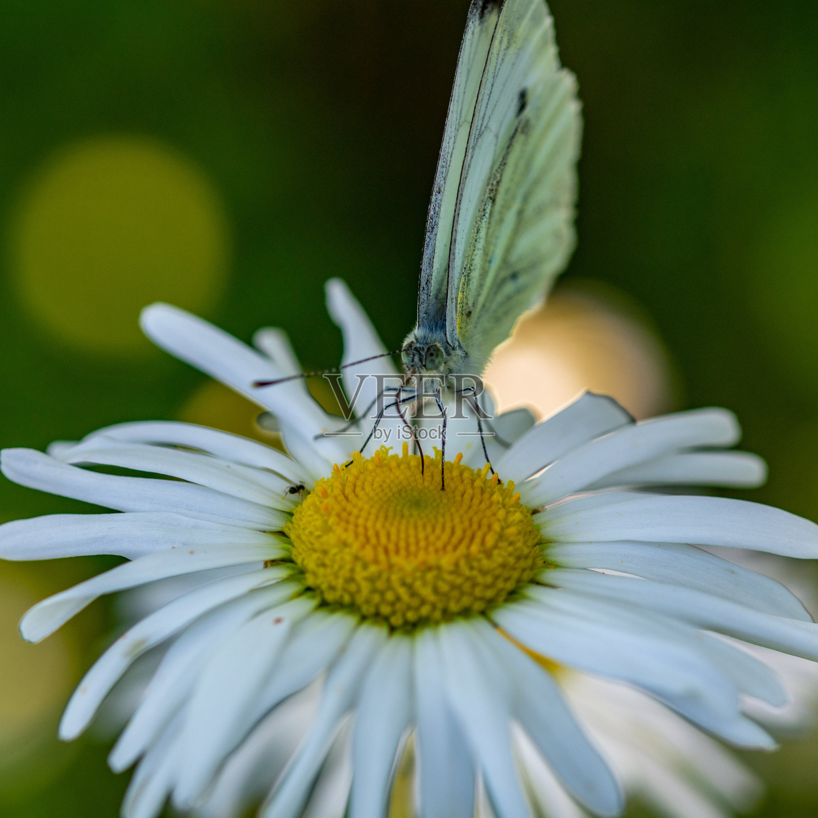 蝴蝶坐在一朵花上照片摄影图片