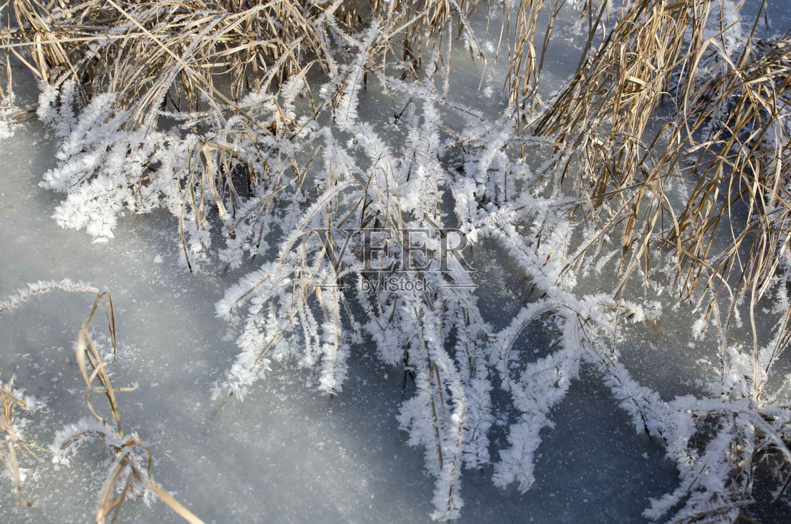 美丽的霜冻在草地上形成了一个非常吸引人的图案照片摄影图片