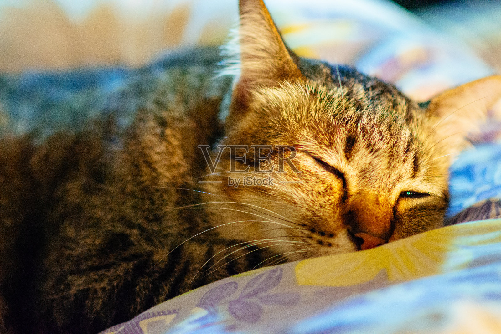 懒虎猫照片摄影图片