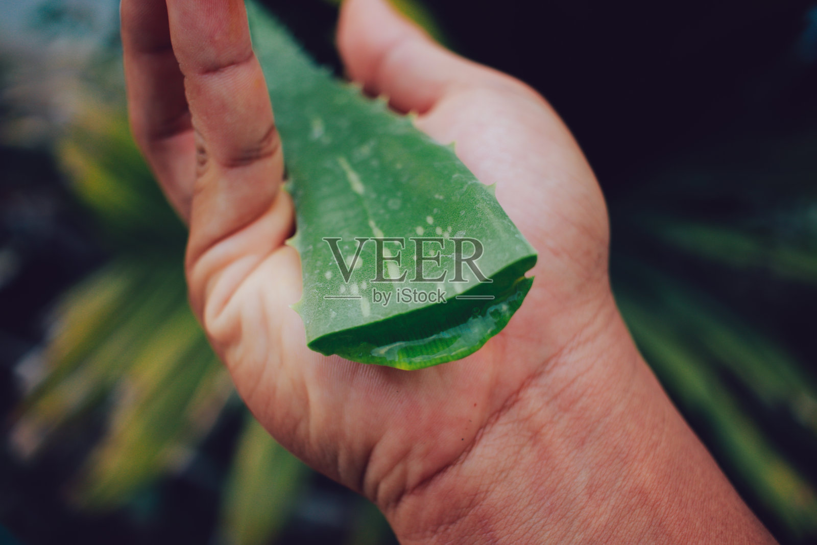 东南亚芦荟照片摄影图片