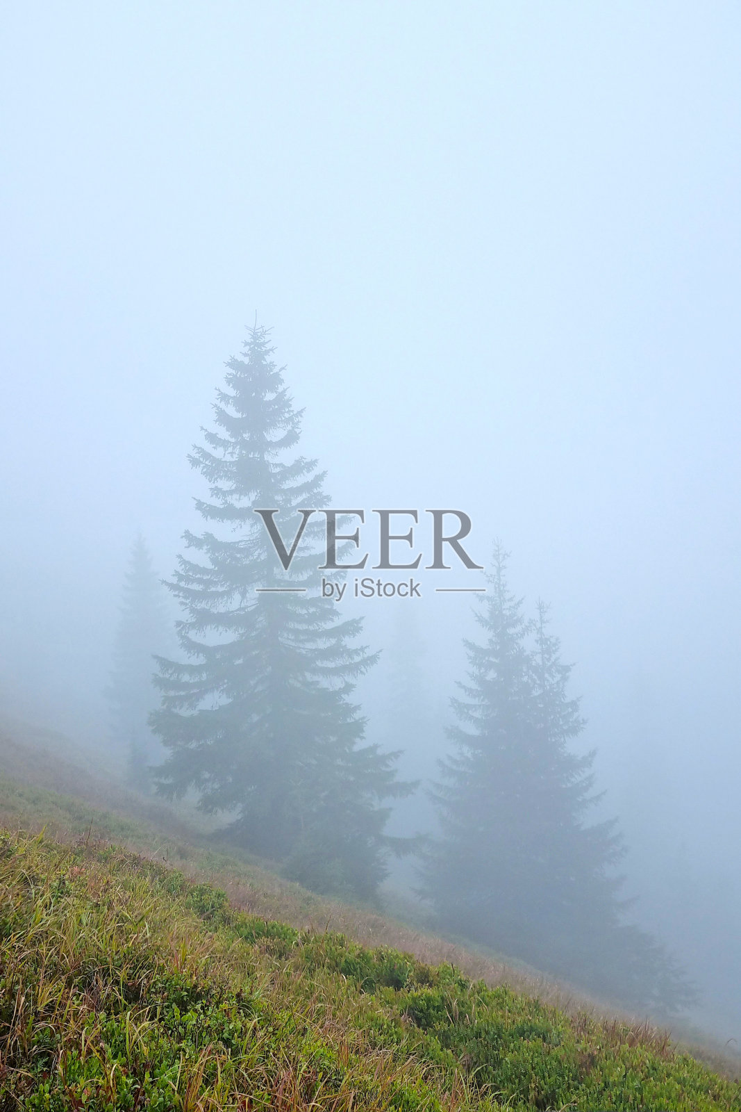 雾蒙蒙的早晨，山林中树木的剪影。照片摄影图片