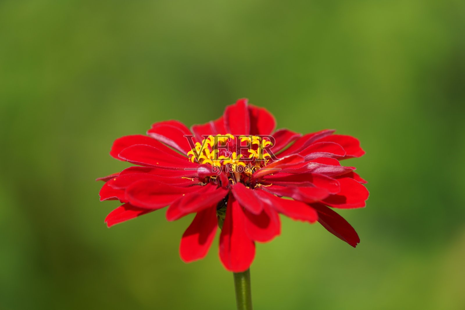百日草的红色花朵。开花植物特写。照片摄影图片