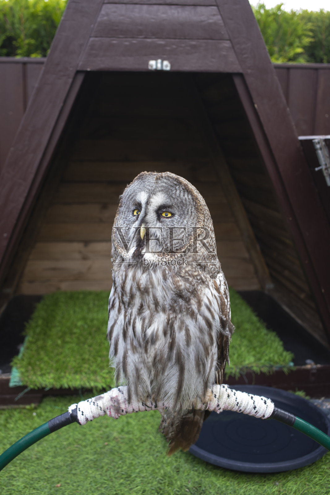 大灰猫头鹰，栖息在城市景观的树枝上照片摄影图片