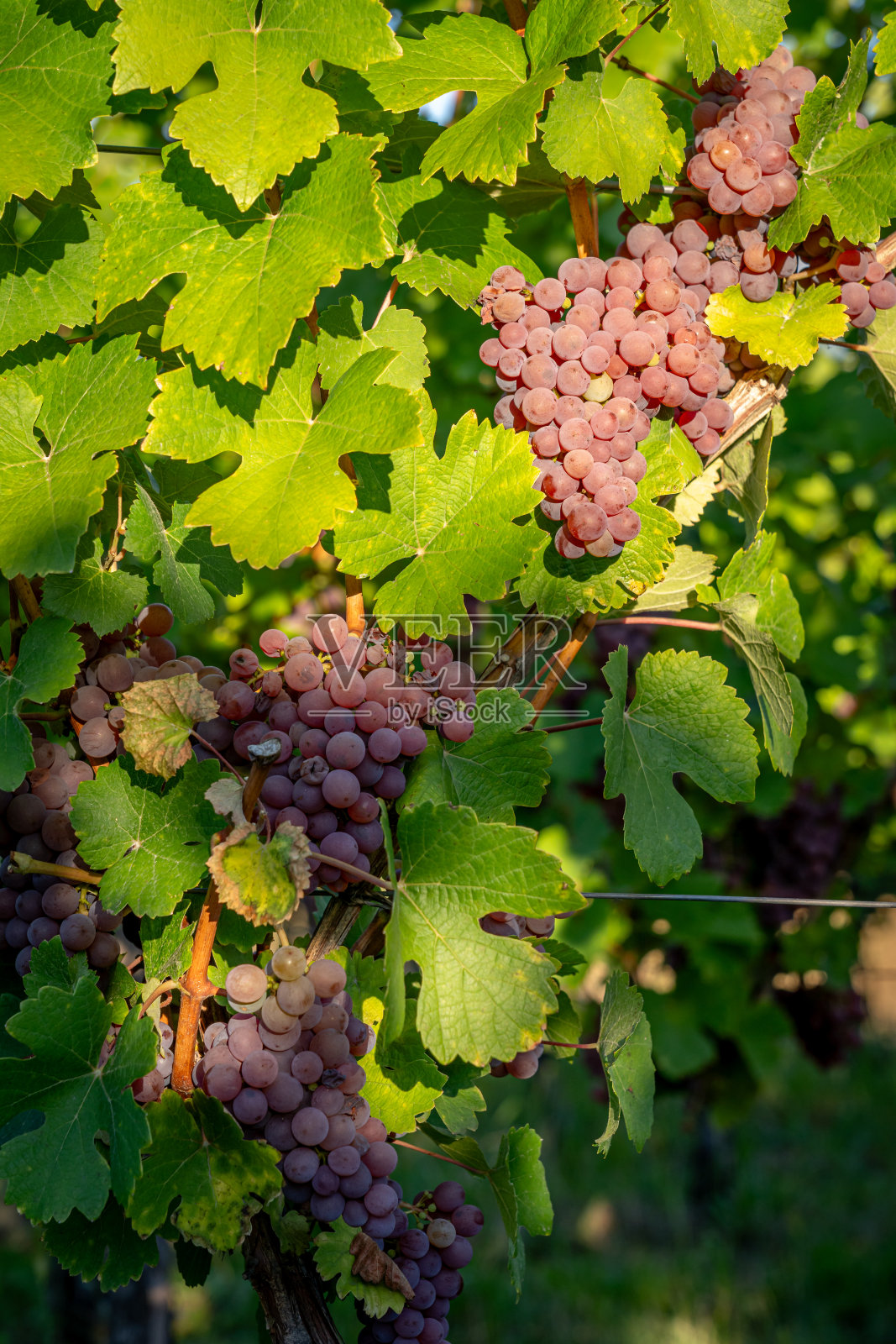 法国海利根施泰因- 09 08 2020:阿尔萨斯葡萄园。查看葡萄藤和葡萄串沿着葡萄酒路线的细节照片摄影图片